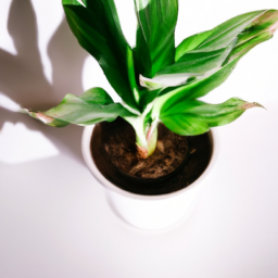 Indoor Plants Like Shade