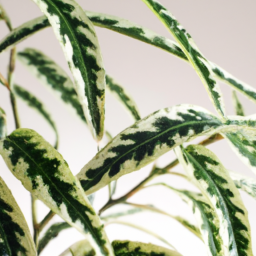 Indoor Plants Like Shade