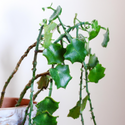 Indoor Plants Low Maintenance