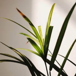 Indoor Plants UV Light