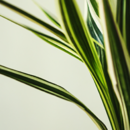 Indoor Plants UV Light