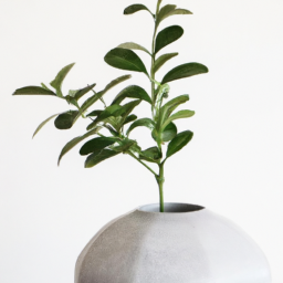 Indoor Plants Vase