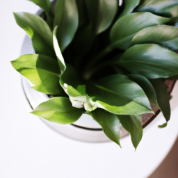 Indoor Plants Vastu