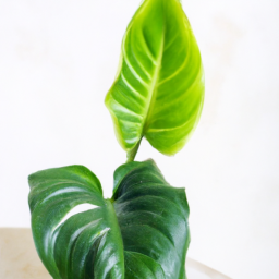 Indoor Plants in Winter