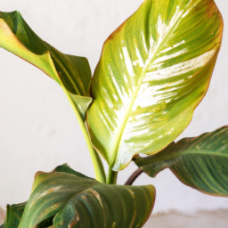 Indoor Plants in Winter