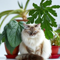 What Indoor Plants Are Safe for Cats