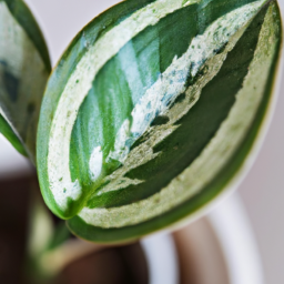 When Did Houseplants Become Popular