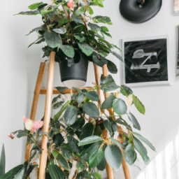 Where to Hang Indoor Plants
