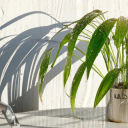 Which Indoor Plants Need Humidity