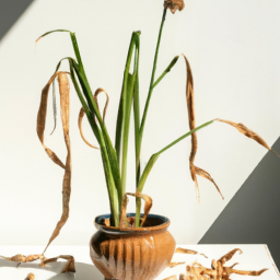 Why Indoor Plants Getting Dry