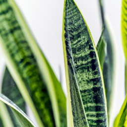 different kinds of snake plants