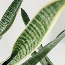 different kinds of snake plants