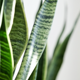 different snake plants