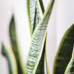 different snake plants