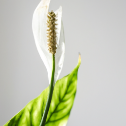 different types of peace lily