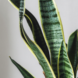 different types of snake plant