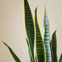 different types of snake plant