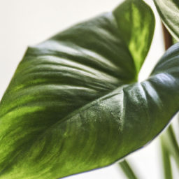 house plant varieties