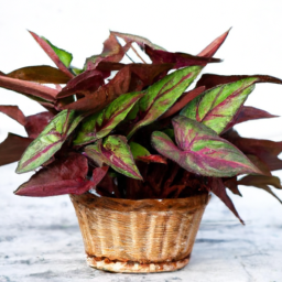 house plant varieties