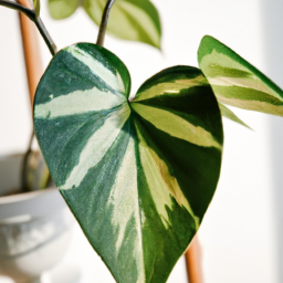 houseplant types