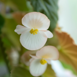 indoor begonia varieties