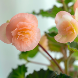 indoor begonia varieties