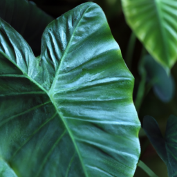 indoor elephant ear plant types