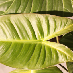 indoor plant varieties