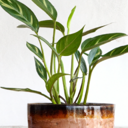 indoor plant varieties