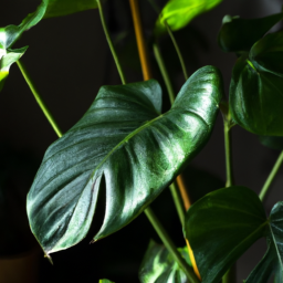 philodendron types indoor