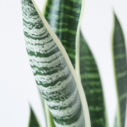 rare snake plant varieties