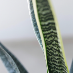 rare snake plant varieties