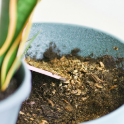 type of soil for snake plant