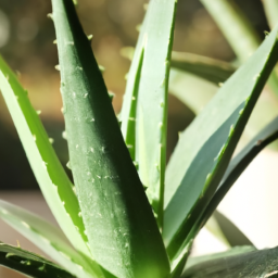 types of aloe plants indoor