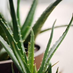 types of aloe plants indoor