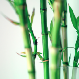 types of bamboo plants indoor