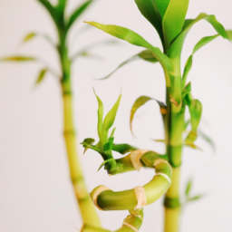 types of bamboo plants indoor