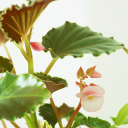 types of begonias indoor