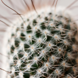 types of cactus plants indoor