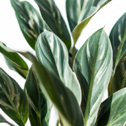 types of chinese evergreen