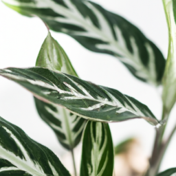 types of chinese evergreen