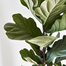 types of fiddle leaf fig