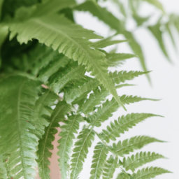 types of house ferns