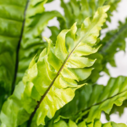 types of house ferns