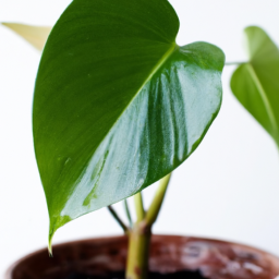 types of house plant