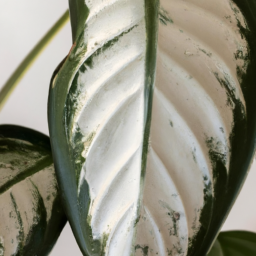 types of house plant