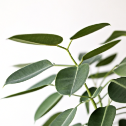 types of indoor trees