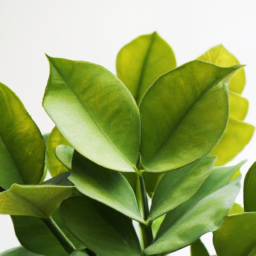 types of indoor trees