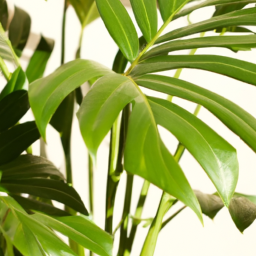 types of palm houseplants