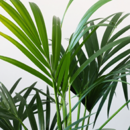 types of palm houseplants